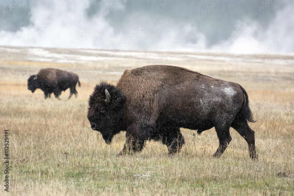 American bison (Bison bison) American bison (Bison bison)