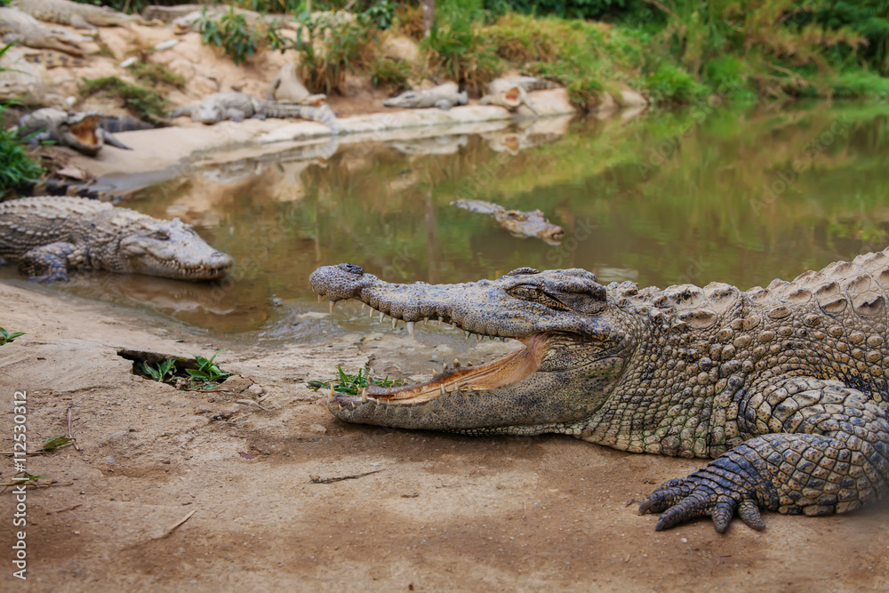 Крокодилы лежат на берегу водоема