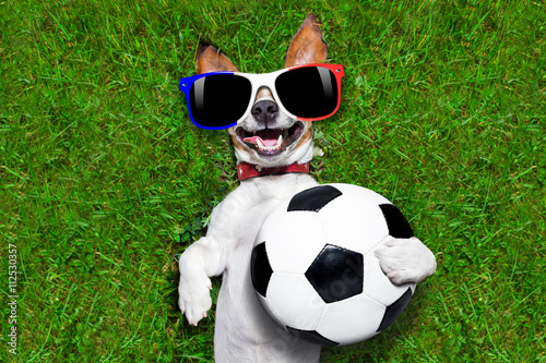 funny soccer dog © Javier brosch