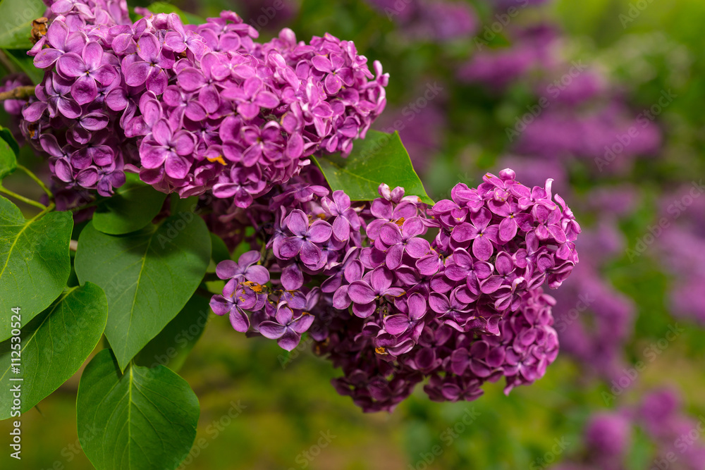 Close up of a branch with spring lilac flowers Close up of a branch with spring lilac flowers