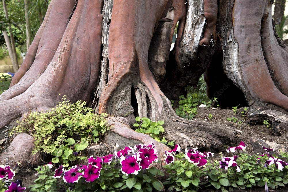 Tree with unusual bark and flowers in a hotel garden in Sorrento in Campania Southern Italy Tree with unusual bark and flowers in a hotel garden in Sorrento in Campania Southern Italy