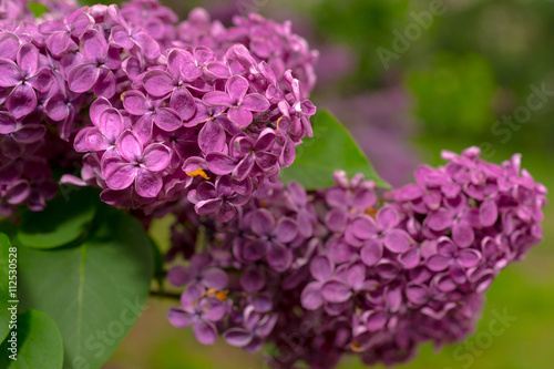 Close up of a branch with purple lilac flowers
