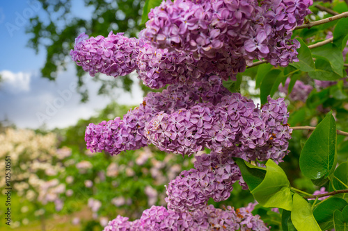 Close up of a branch with lilac flowers