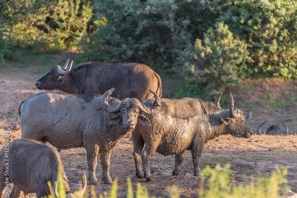 Obraz premium Mud covered buffaloes at sunset