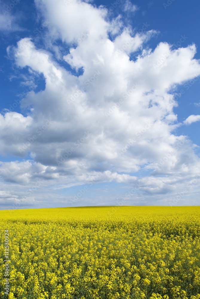 Rape field, Podolia region, Ukraine