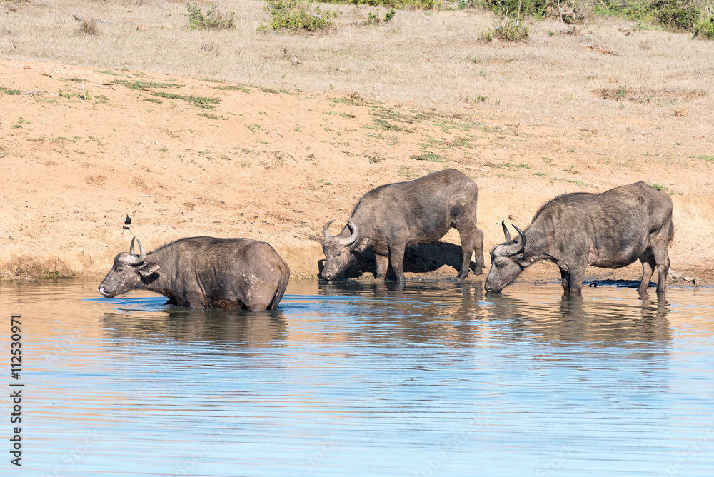 Three African Buffaloes drinking Three African Buffaloes drinking