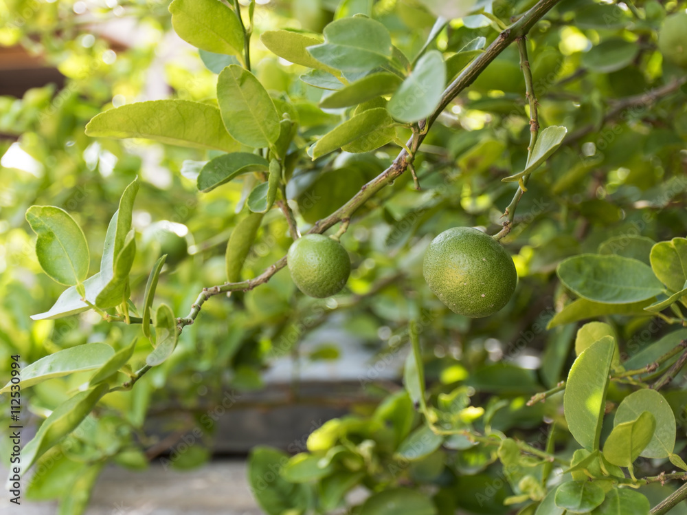 green limes - lime tree