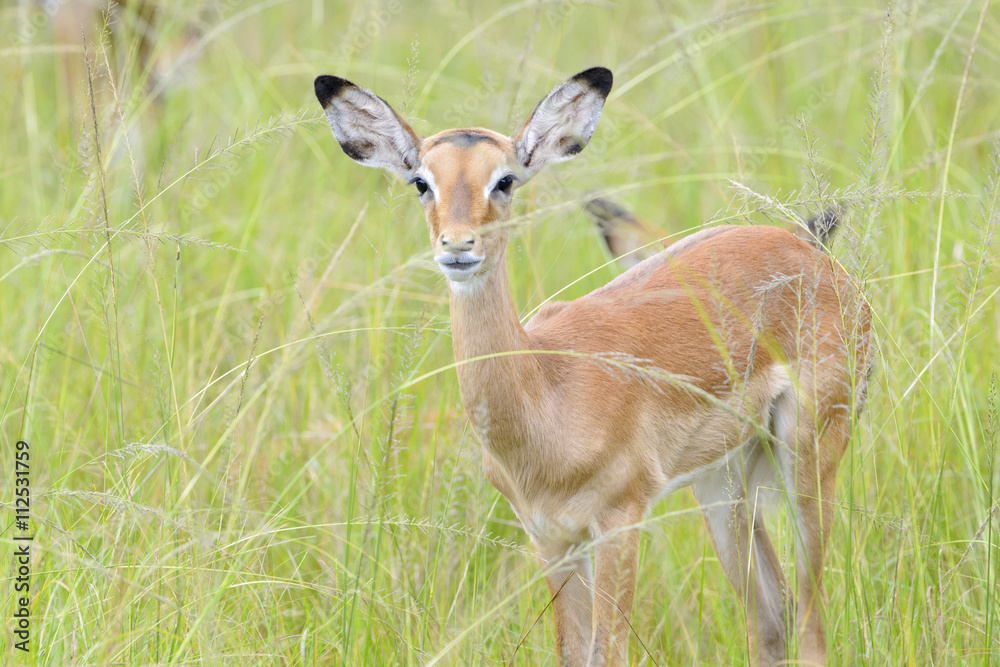Impala (Aepyceros melampus) standing in high grass, looking at camera, Akagera, national park, Rwanda Impala (Aepyceros melampus) standing in high grass, looking at camera, Akagera, national park, Rwanda
