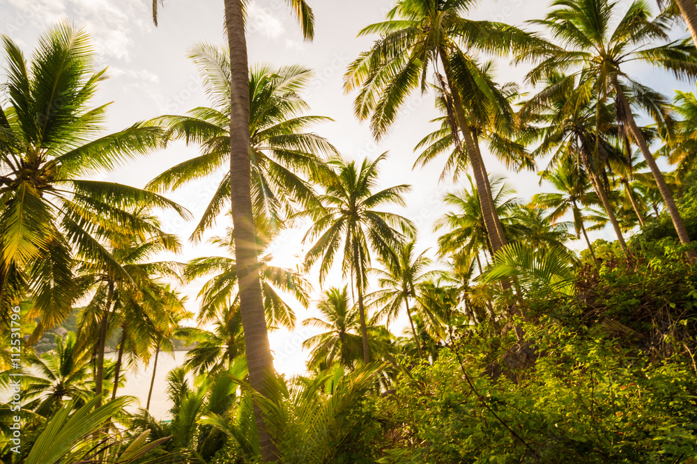 Fototapeta premium Coconut palm tree against blue sky in Koh Tao