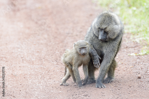 Olive baboon (Papio cynocephalus anubis) mother and child playing on the ground, Akagera National Park, Rwanda, Africa