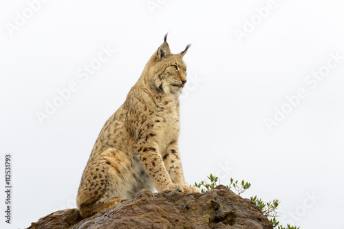 Eurasian lynx (Lynx lynx), sitting on top of a rock at sunset, Cabarceno Natural Park, Cantabria, Spain