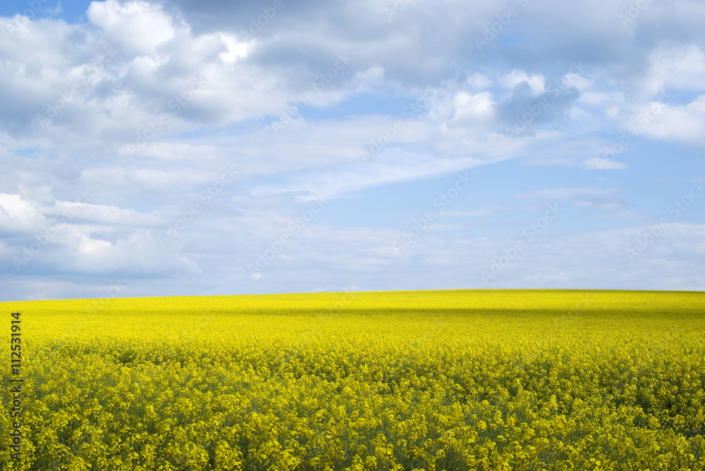 Rape field, Podolia region, Ukraine