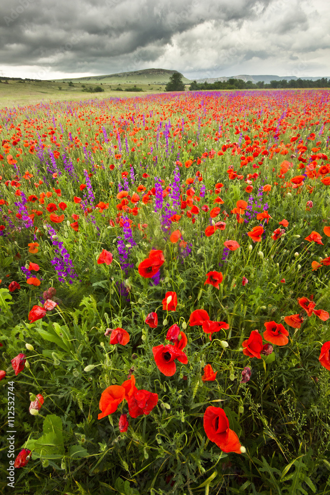 Obraz premium purple and red poppy field in mountains