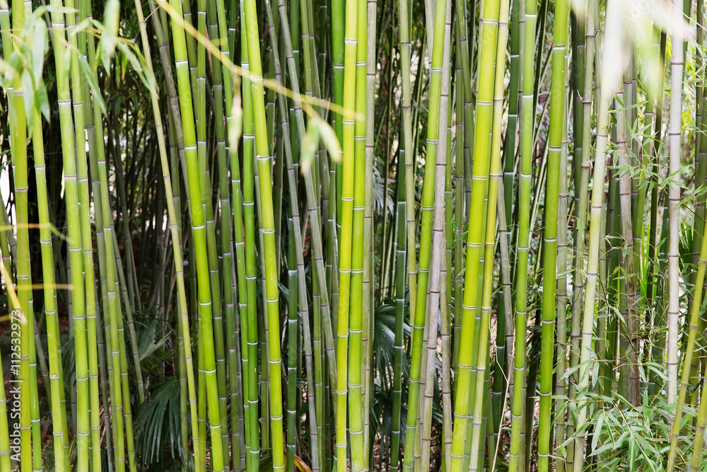 Bamboo Bamboo