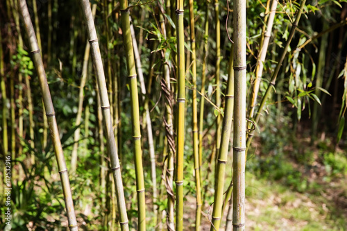 Bamboo