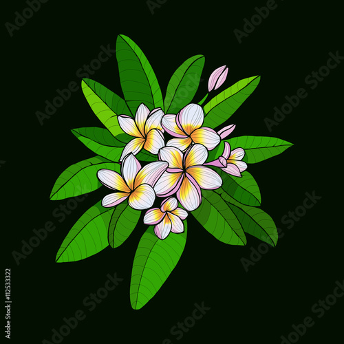 Hawaii flower Frangipani and leaves, white Plumeria on dark gree