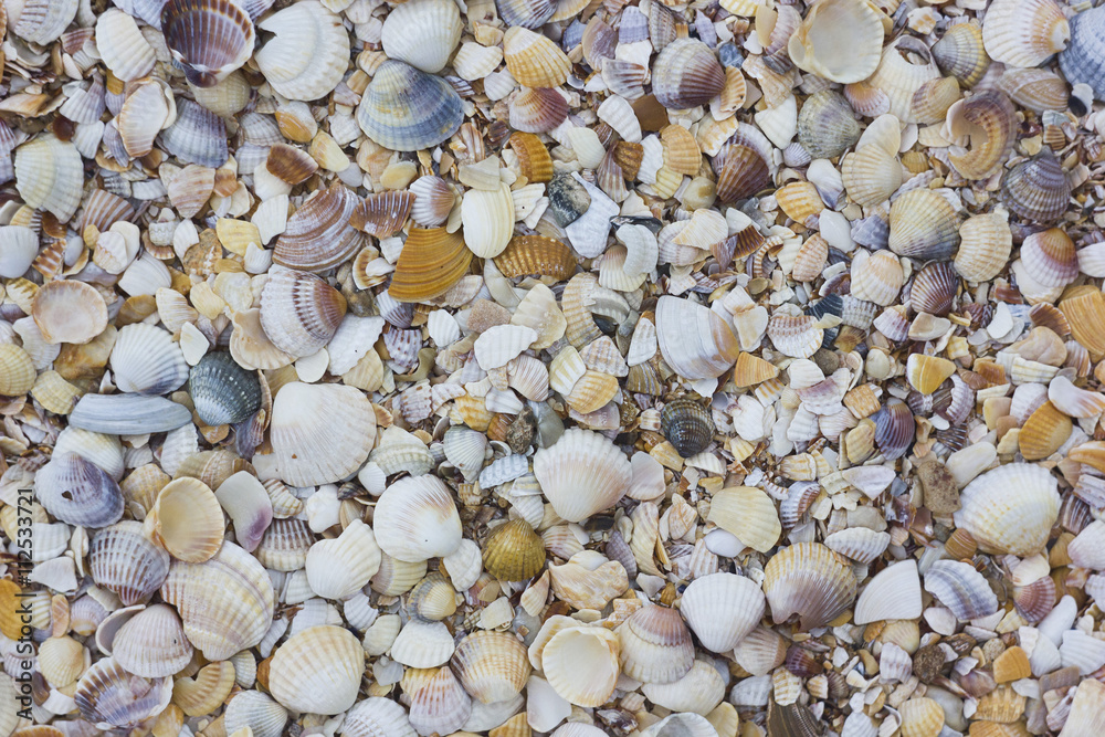 Natural sand and shells background close-up Natural sand and shells background close-up