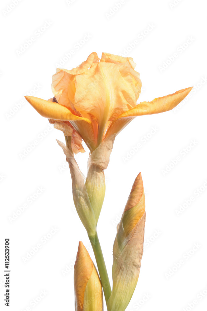 Fototapeta premium Pale orange iris isolated on white background
