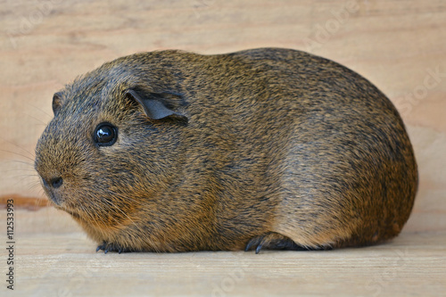 Meerschweinchen in Schwarz-Buff-Agouti