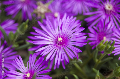 Macro Violet Flowers on Blur background Central Position
