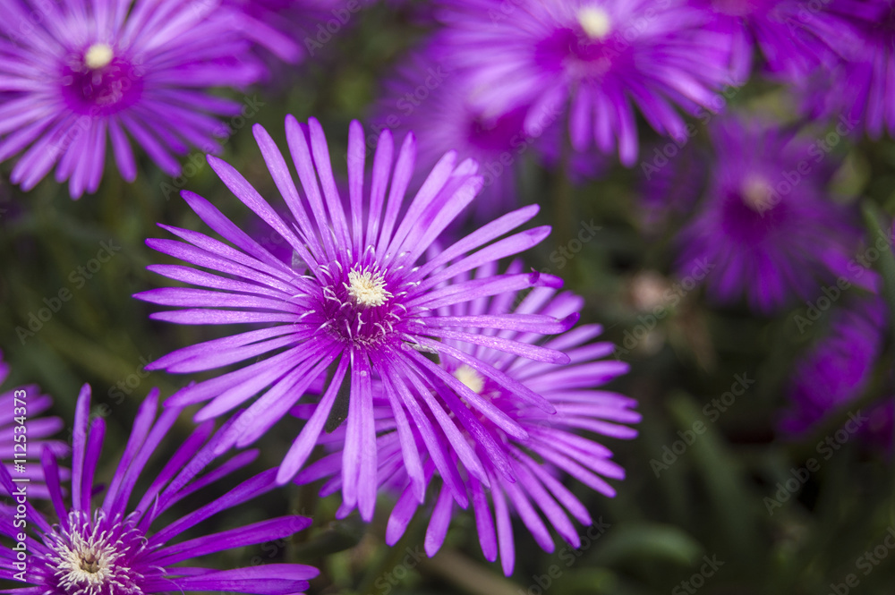 Macro Violet Flowers on Blur background Macro Violet Flowers on Blur background