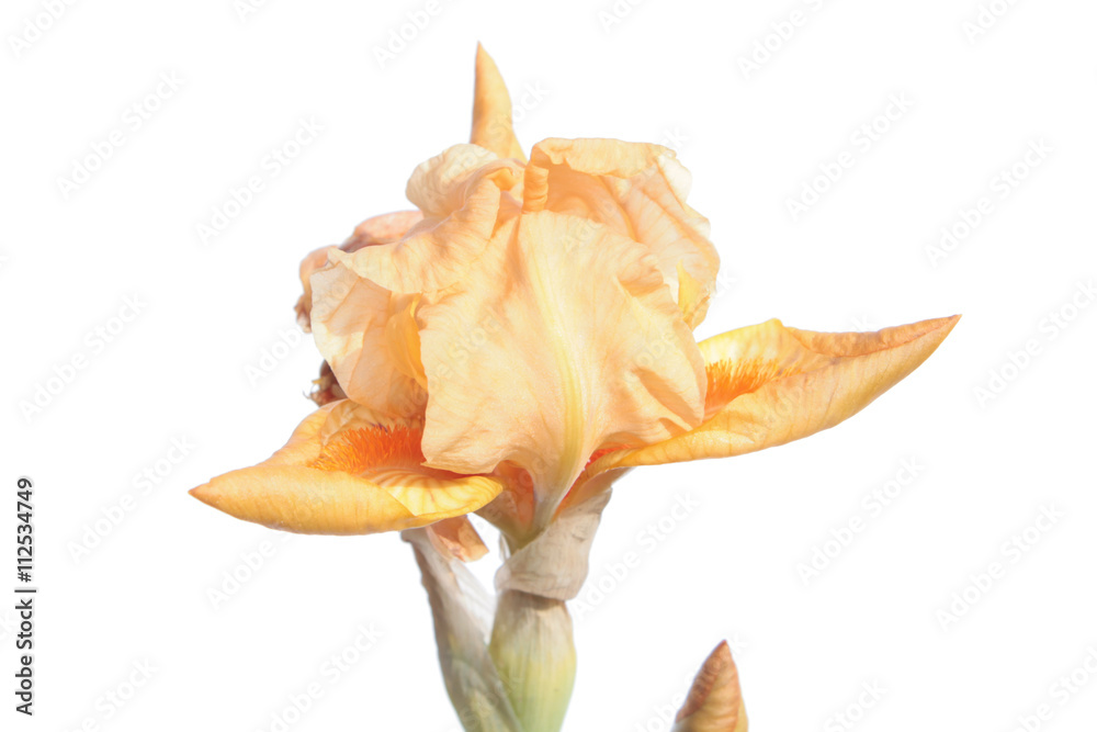Fototapeta premium Pale orange iris isolated on white background