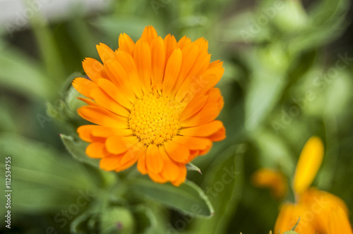 Orange flowers on blur background