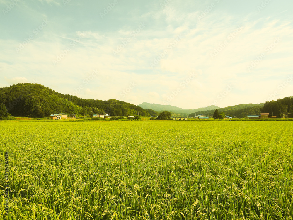 夏の田園 夏の田園