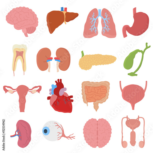 Internal organs vector illustration.