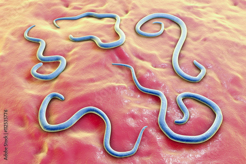 Helminths Toxocara canis (dog roundworms), the cause of toxocariasis in man, an infestation transmitted from material contaminated by eggs in dogs feces. 3D illustration of a first larval stage photo