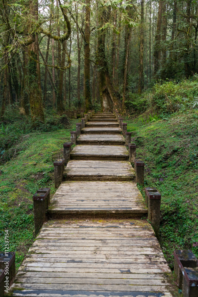 A wood path in Alishan National Scenic Area