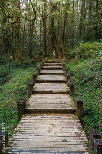 A wood path in Alishan National Scenic Area