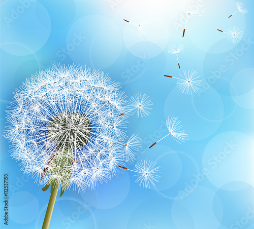 Fototapeta Naklejka Na Ścianę i Meble -  Flower dandelion on light blue background
