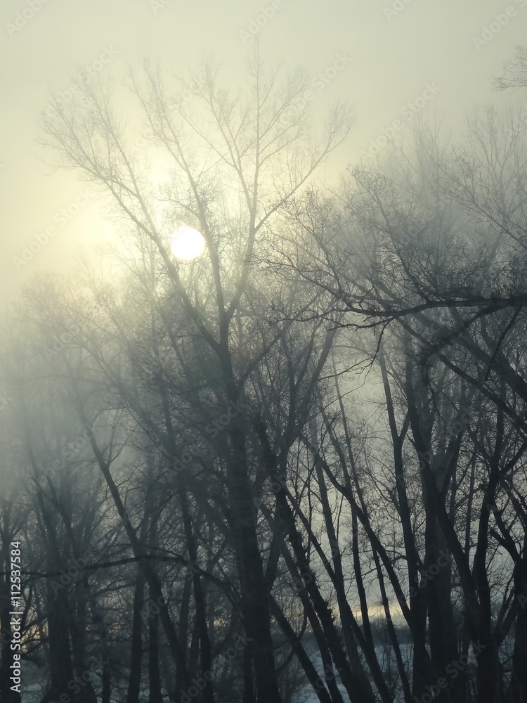 Frosty fog. Trees without foliage. Winter. Frosty fog. Trees without foliage. Winter.