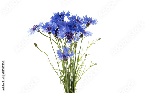 Fototapeta Naklejka Na Ścianę i Meble -  bouquet of cornflowers