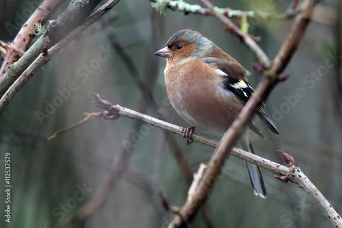 Chaffinch, male in winter, Stithians Resrervoir, Cornwall, England, UK.