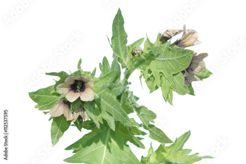 Black henbane (Hyoscyamus niger) isolated on white background. Flowering henbane