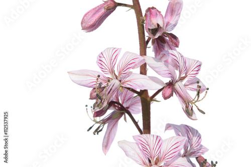 Flowers of Dictamnus (Burning Bush) isolated on white background