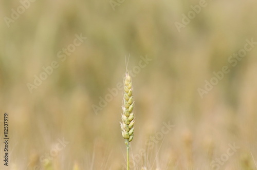 wheat field background and texture