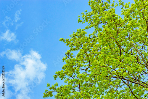 branches with spring leaves