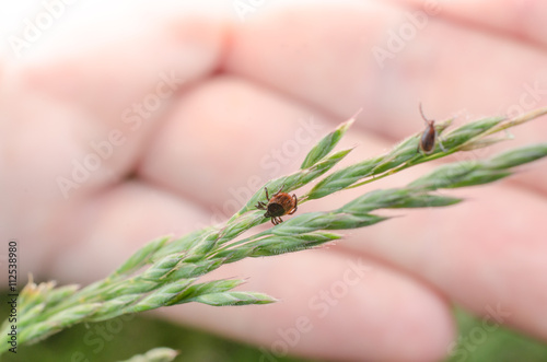 Zecken, sehr aktiv im Gras