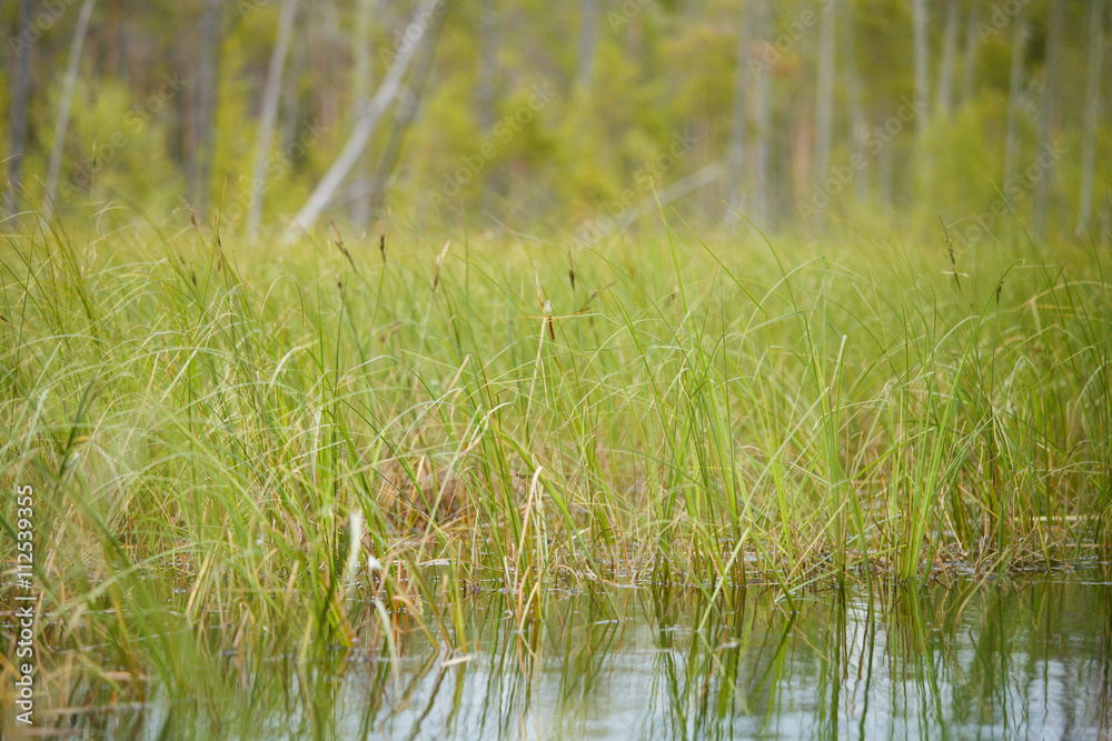 Obraz premium Overgrown landscape of swamp water trees bushes