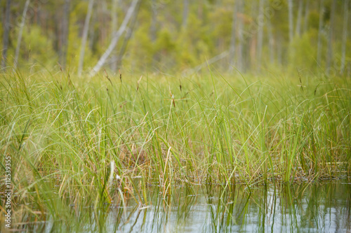 Overgrown landscape of swamp water trees bushes