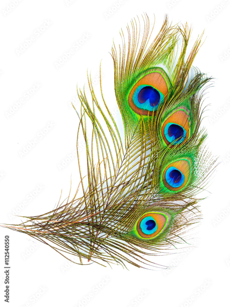 Obraz premium colorful pattern on peacock feather isolated