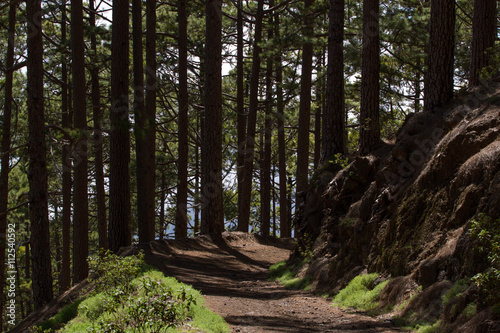 Dirt road in pine forest  Tenerife  Pinolere  Canary island. Pinus canariensis