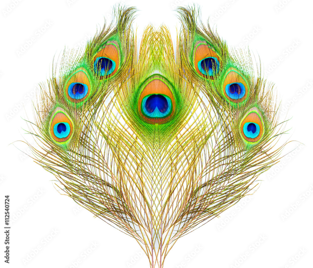 Obraz premium colorful pattern on peacock feather isolated