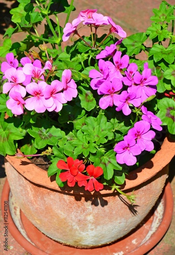 Fototapeta Naklejka Na Ścianę i Meble -  Geranien (Pelargonien) im Tontopf auf der Terrasse