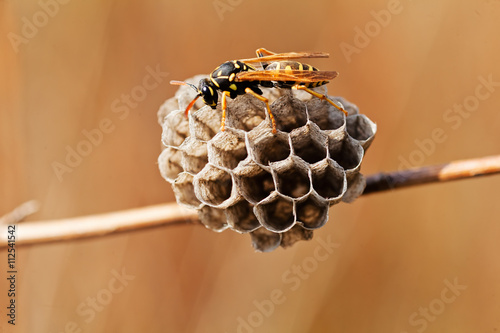 Wasp