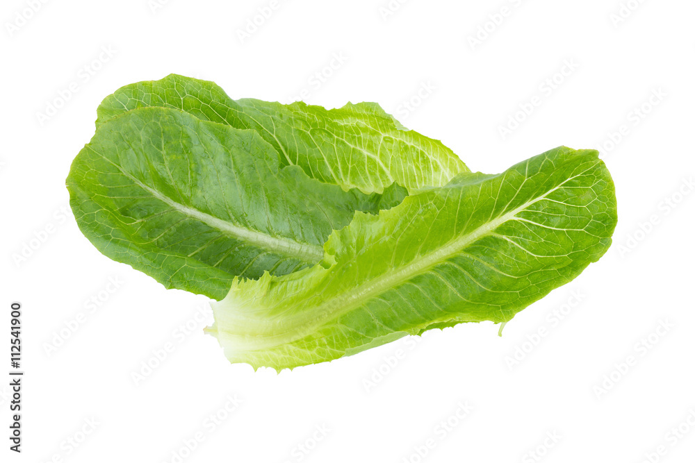 Cos Lettuce Isolated on White Background Cos Lettuce Isolated on White Background
