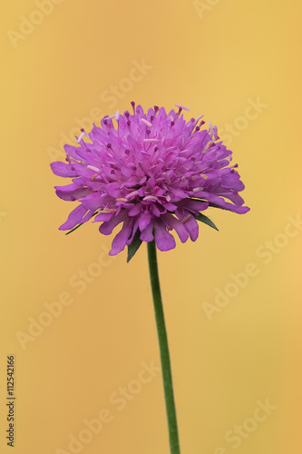 Fiore selvatico viola